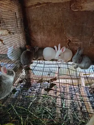 Rabbit Bunies Available in Munyonyo