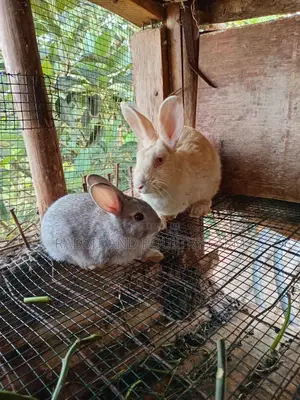 Rabbit Bunies Available in Munyonyo