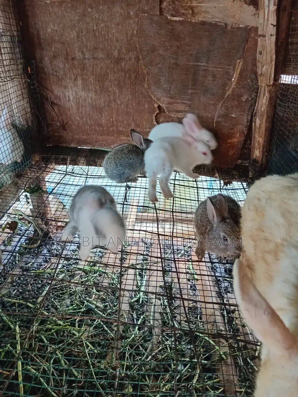 Rabbit Bunies Available in Munyonyo