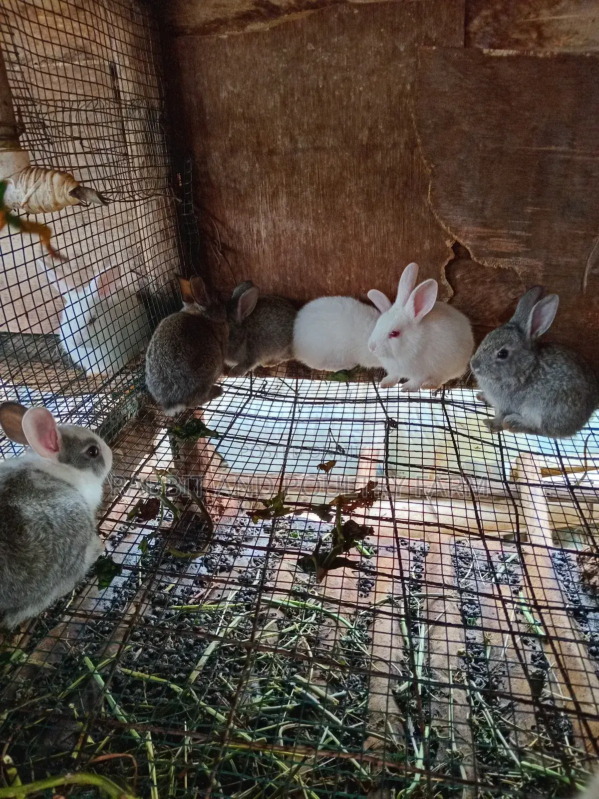 Rabbit Bunies Available in Munyonyo