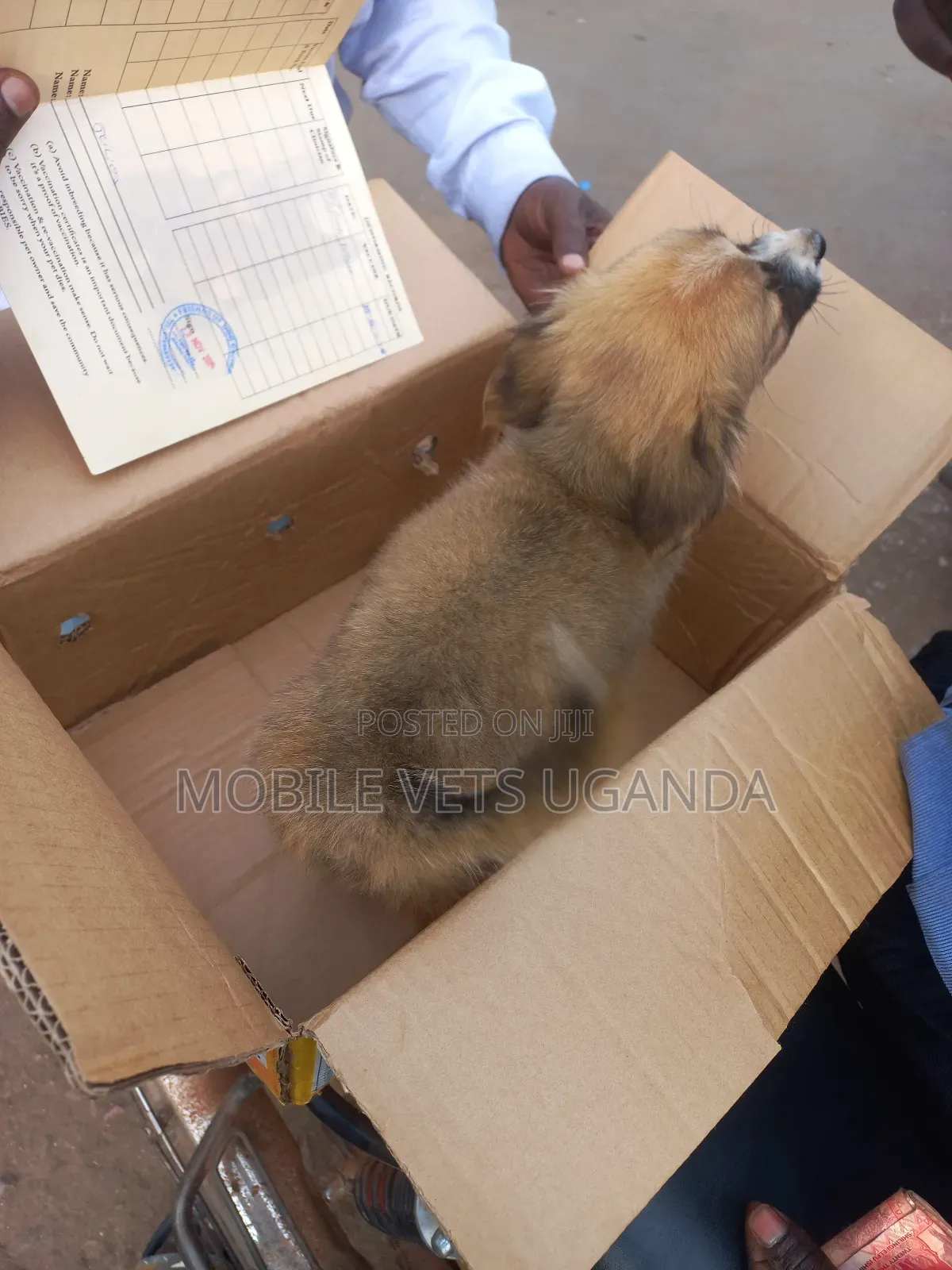 1-3 months Male Purebred Finnish Spitz