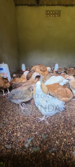 Free Range Different Breeds of Chickens at One Month 12.