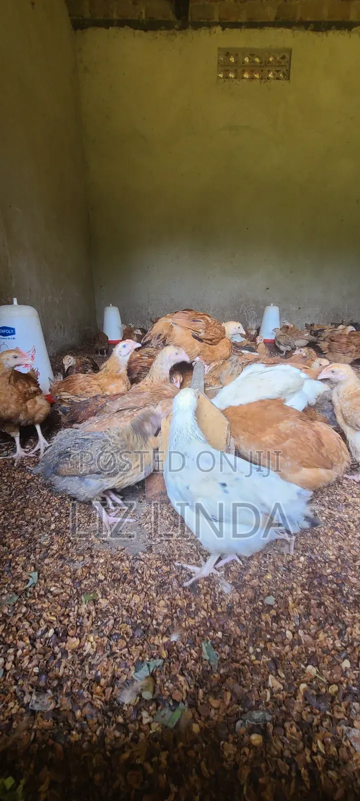 Free Range Different Breeds of Chickens at One Month 12.