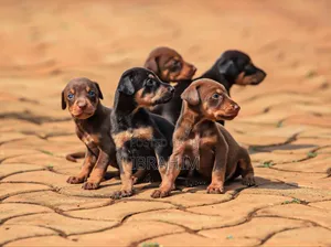 1-3 months Male Purebred Doberman Pinscher