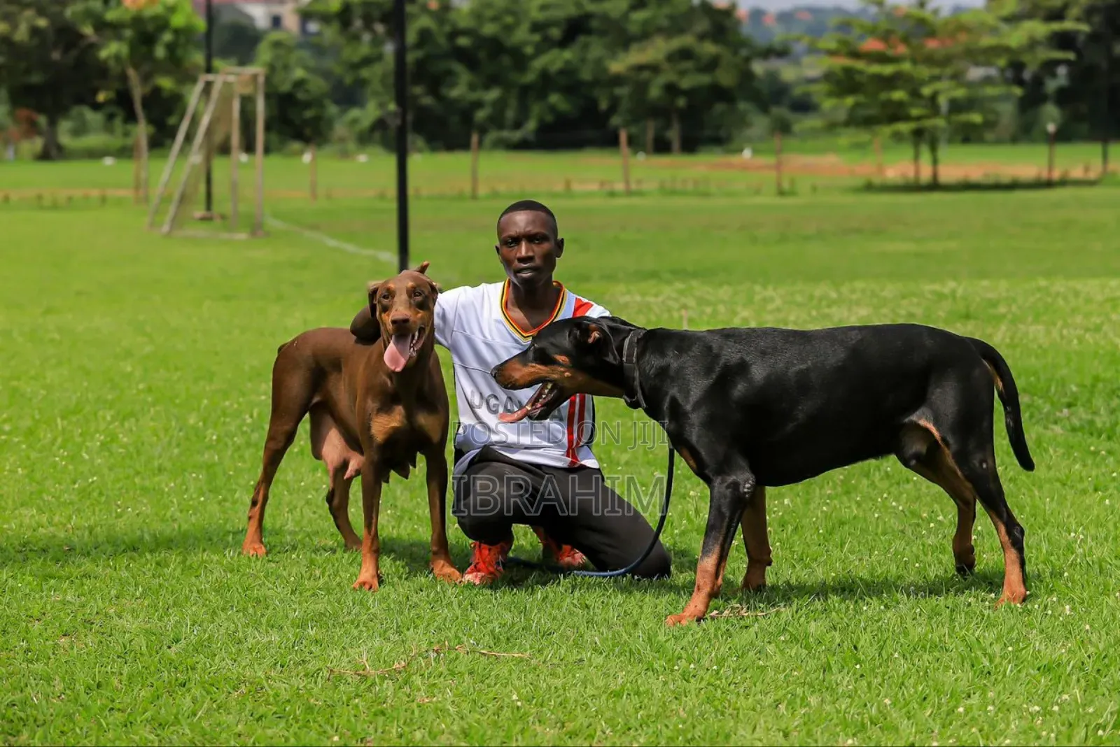 1-3 months Male Purebred Doberman Pinscher