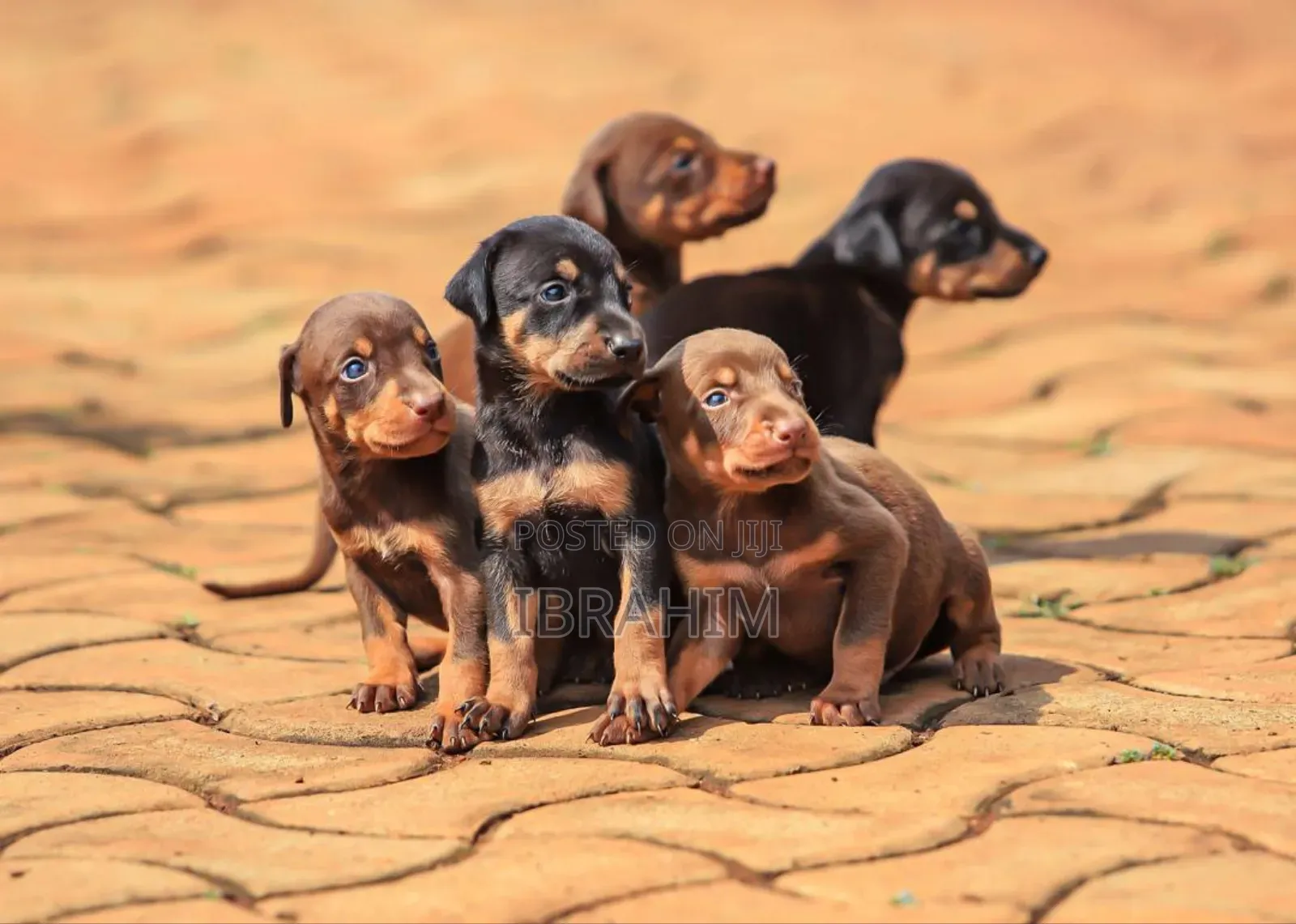 1-3 months Male Purebred Doberman Pinscher