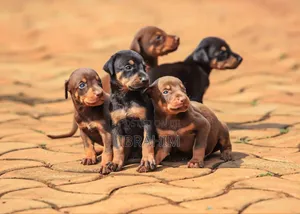 1-3 months Male Purebred Doberman Pinscher