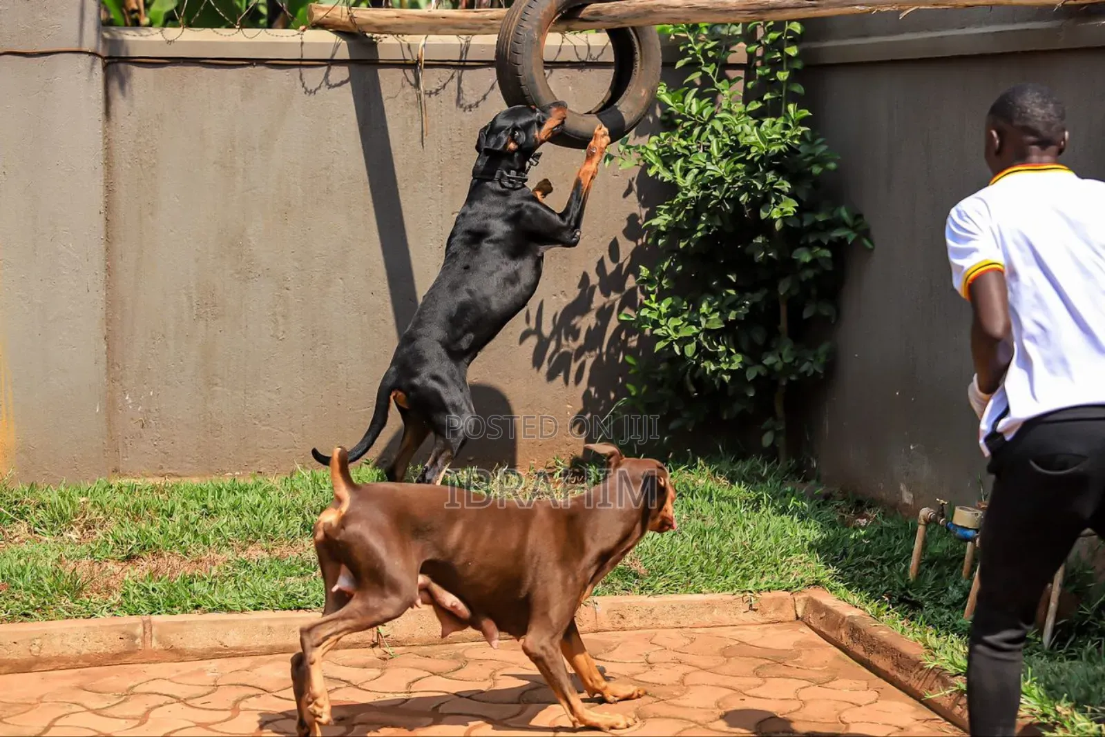 1-3 months Male Purebred Doberman Pinscher