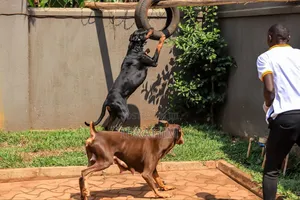 1-3 months Male Purebred Doberman Pinscher