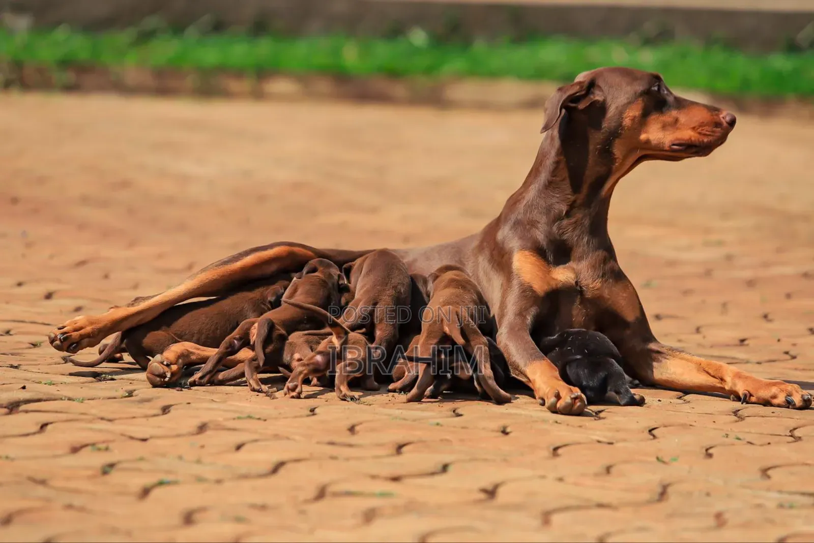 1-3 months Male Purebred Doberman Pinscher