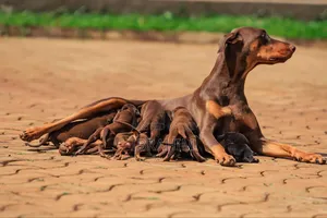 1-3 months Male Purebred Doberman Pinscher