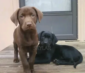 Photo - 1-3 months Male Purebred Labrador Retriever