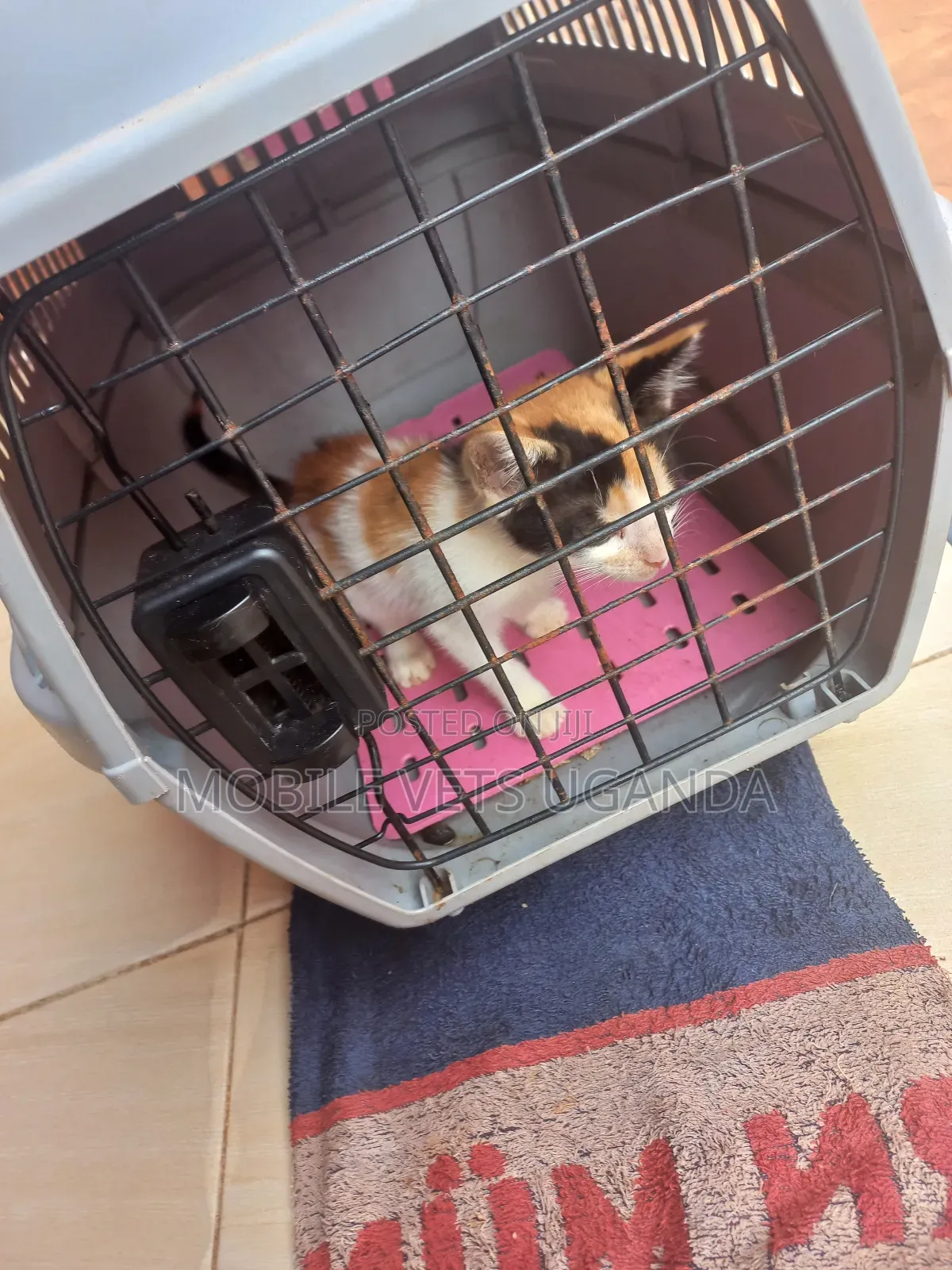 0-1 month Female Purebred Bombay