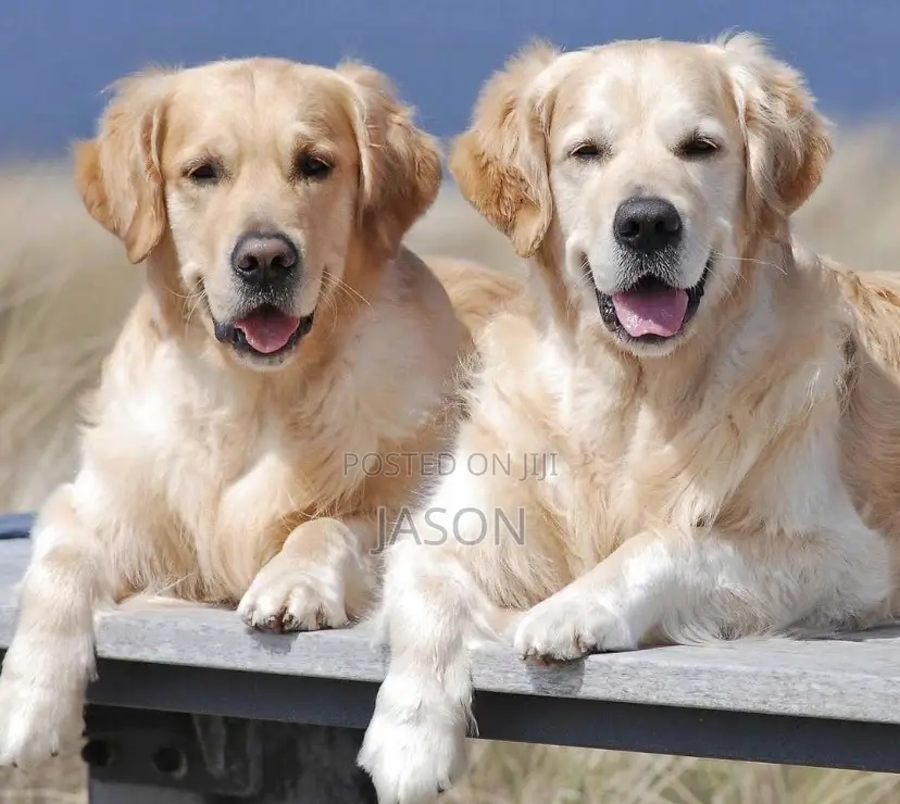 6-12 months Male Purebred Golden Retriever