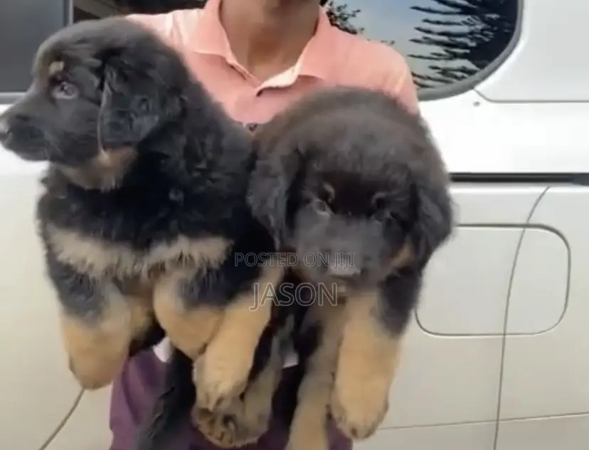 1-3 months Male Purebred German Shepherd