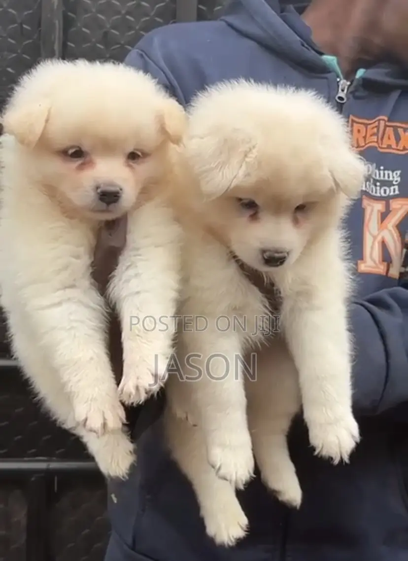 1-3 months Female Purebred Samoyed