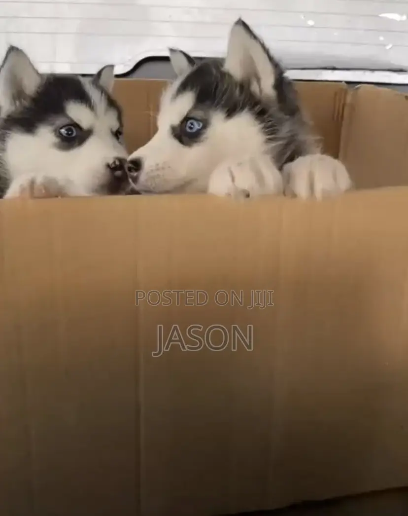 1-3 months Female Purebred Siberian Husky