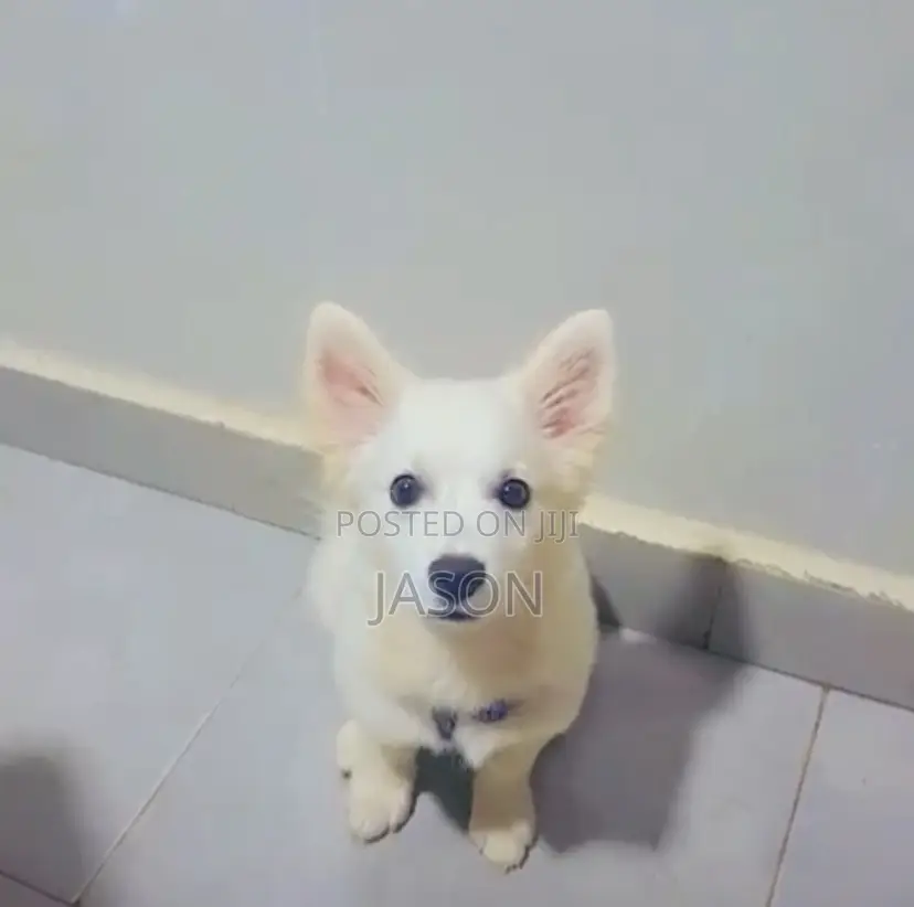 3-6 months Male Purebred Japanese Spitz