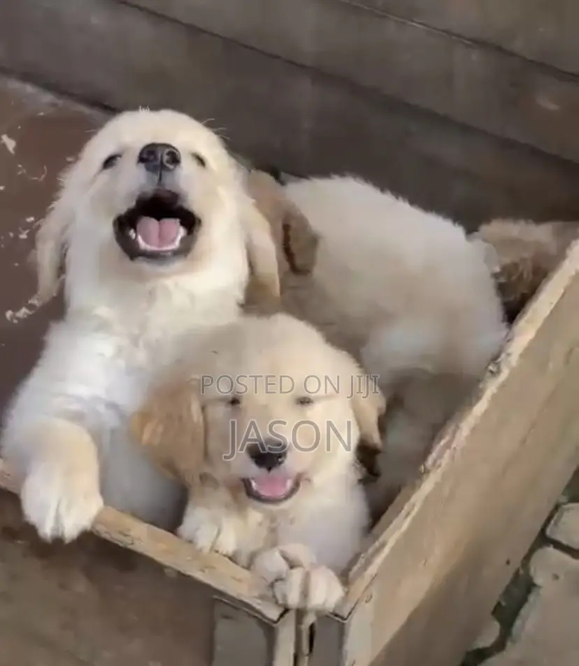 1-3 months Female Purebred Golden Retriever