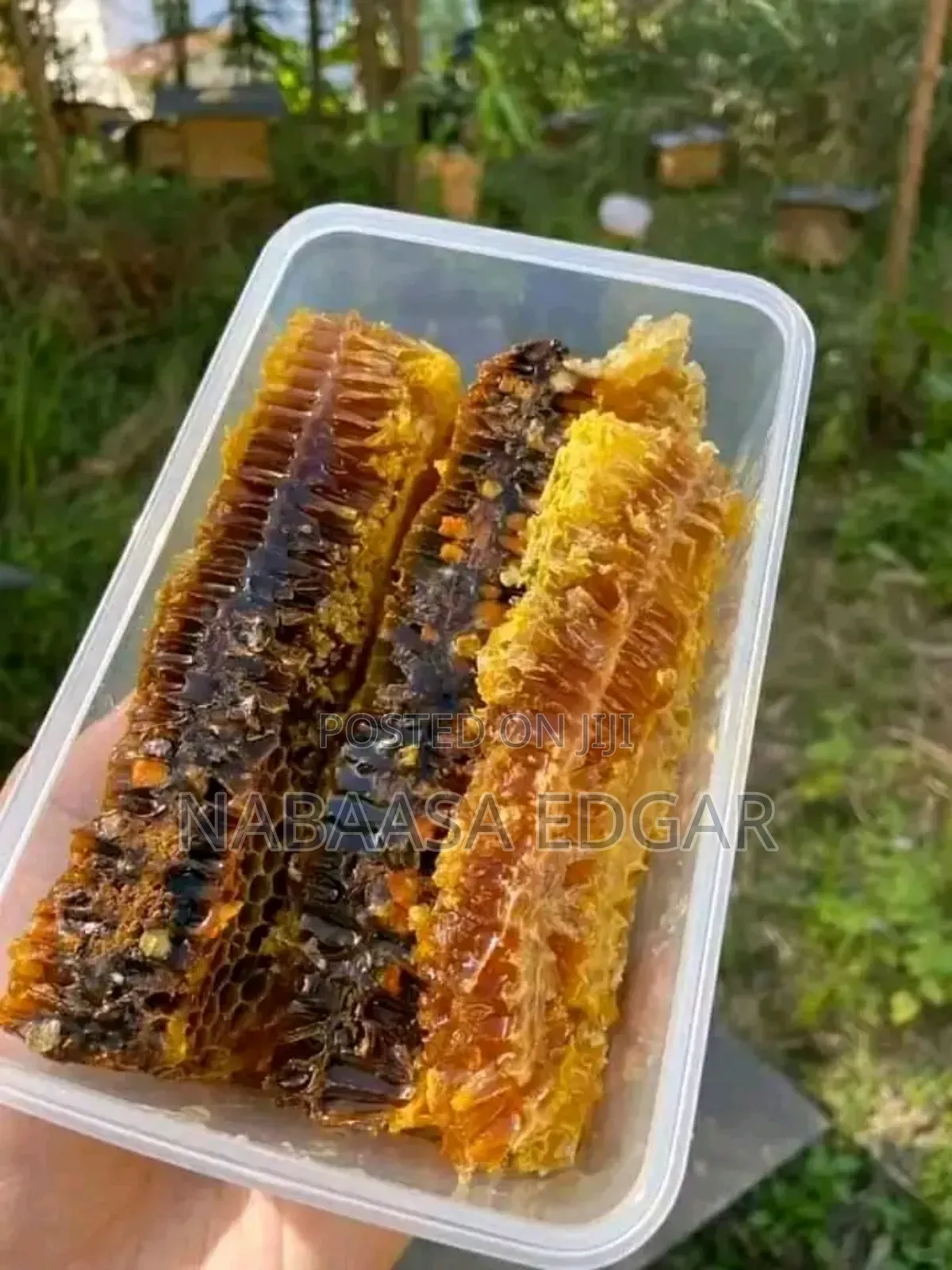 Pure Honey Combs From the Beehive