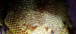 Pure Honey Combs From the Beehive