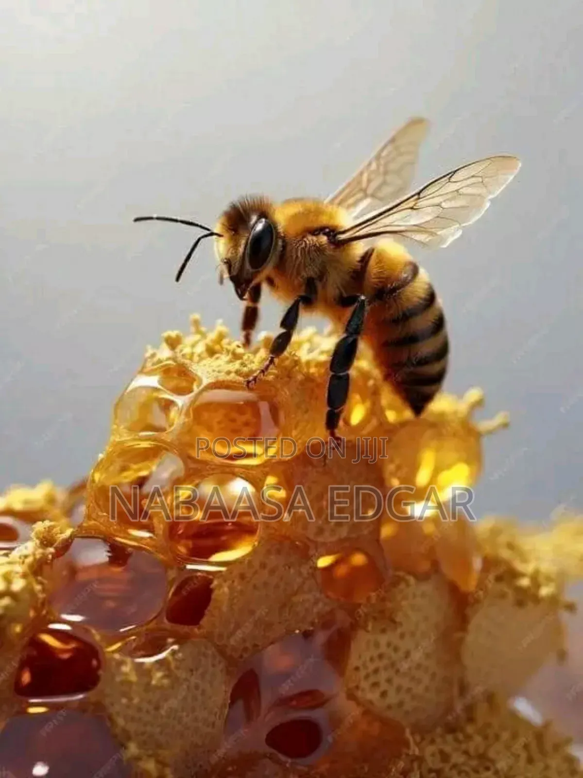 Organic Sweet Honey Combs
