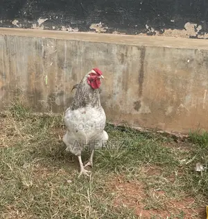 Photo - Local Hens and Rosters