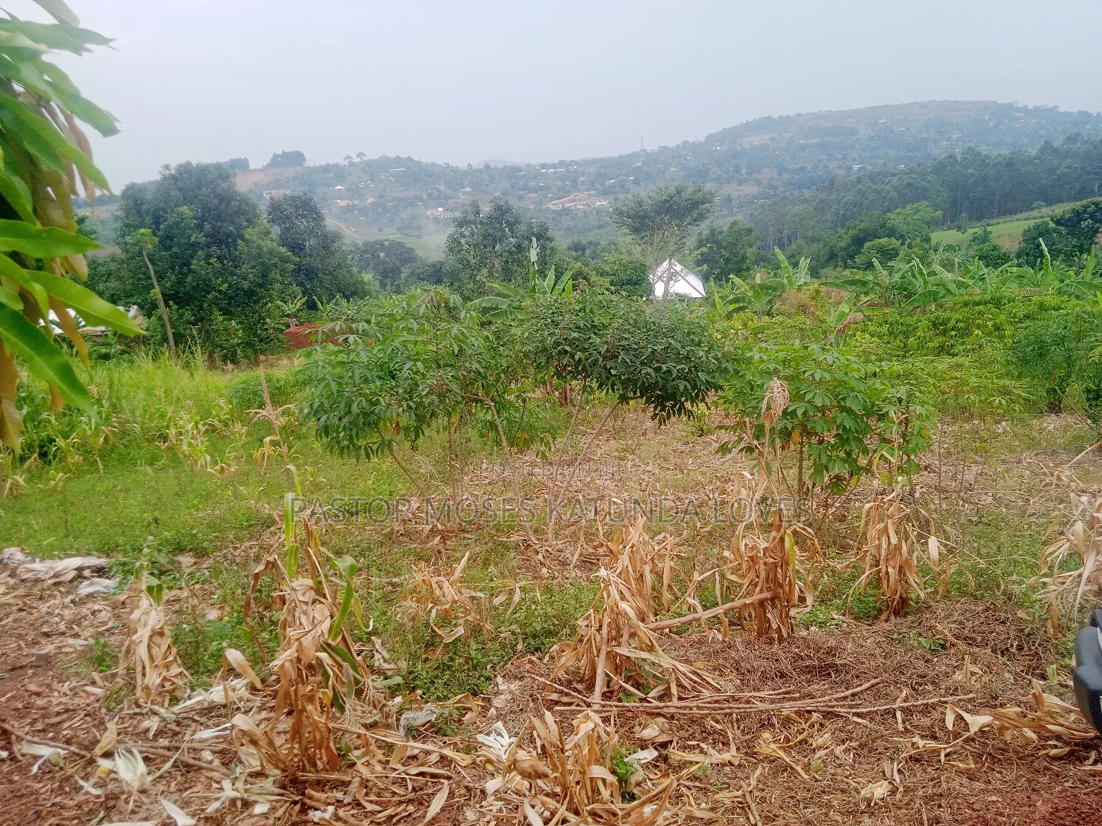Land in Mpigi 31 Decimals
