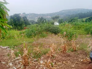 Land in Mpigi 31 Decimals