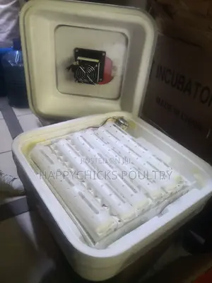 Eggs Incubator