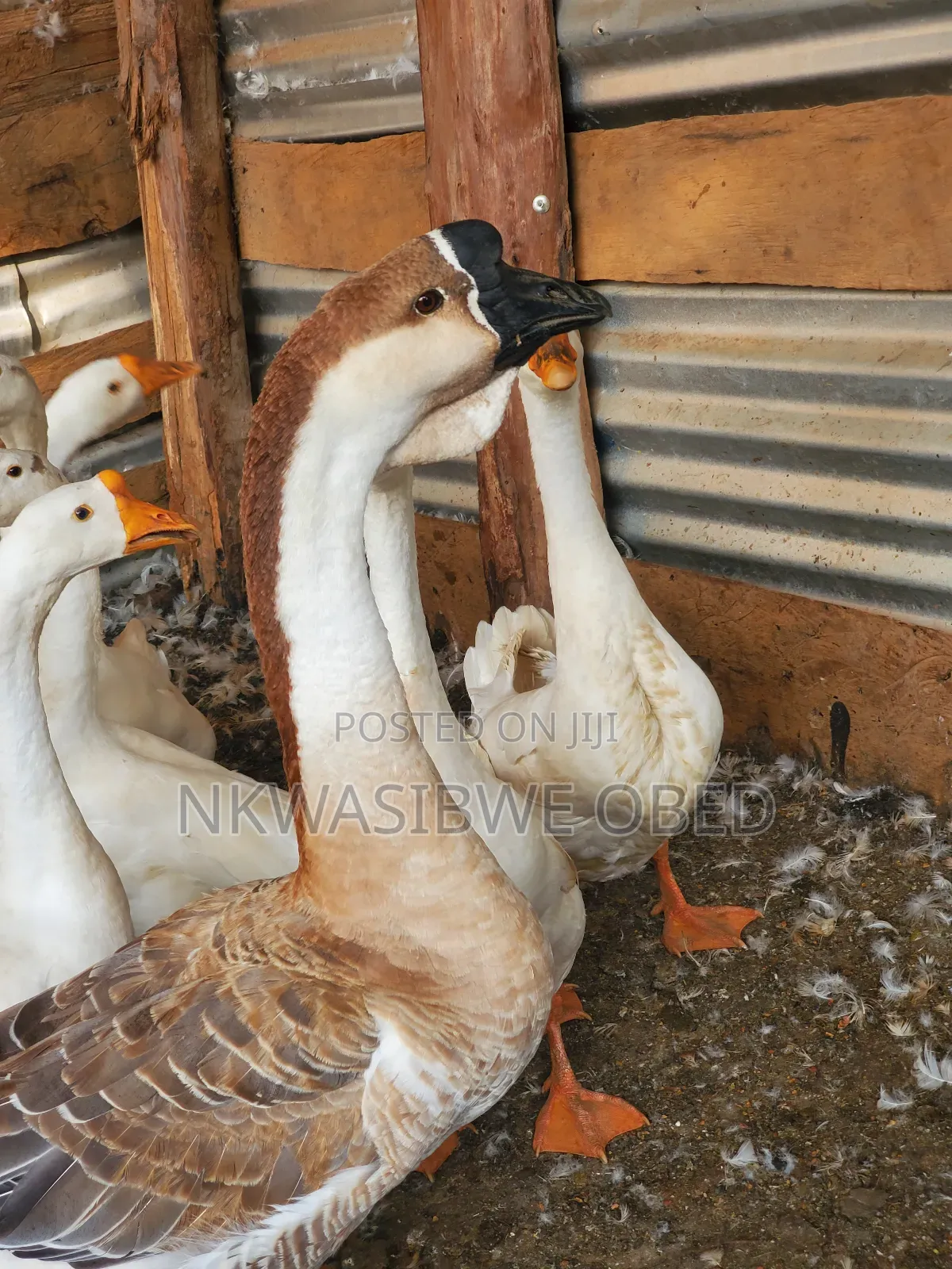 African Geese