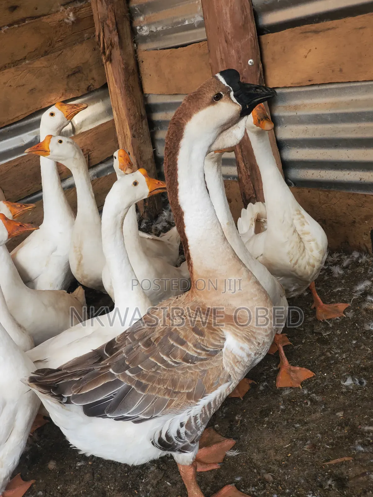 African Geese