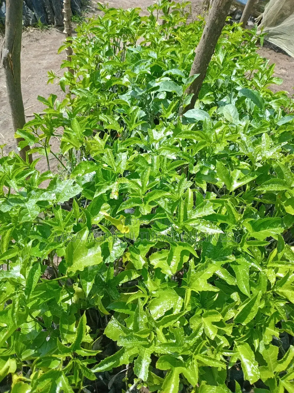 Graphted Passion Fruits(Upf 12)
