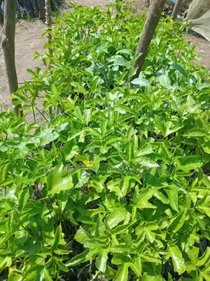 Graphted Passion Fruits(Upf 12)
