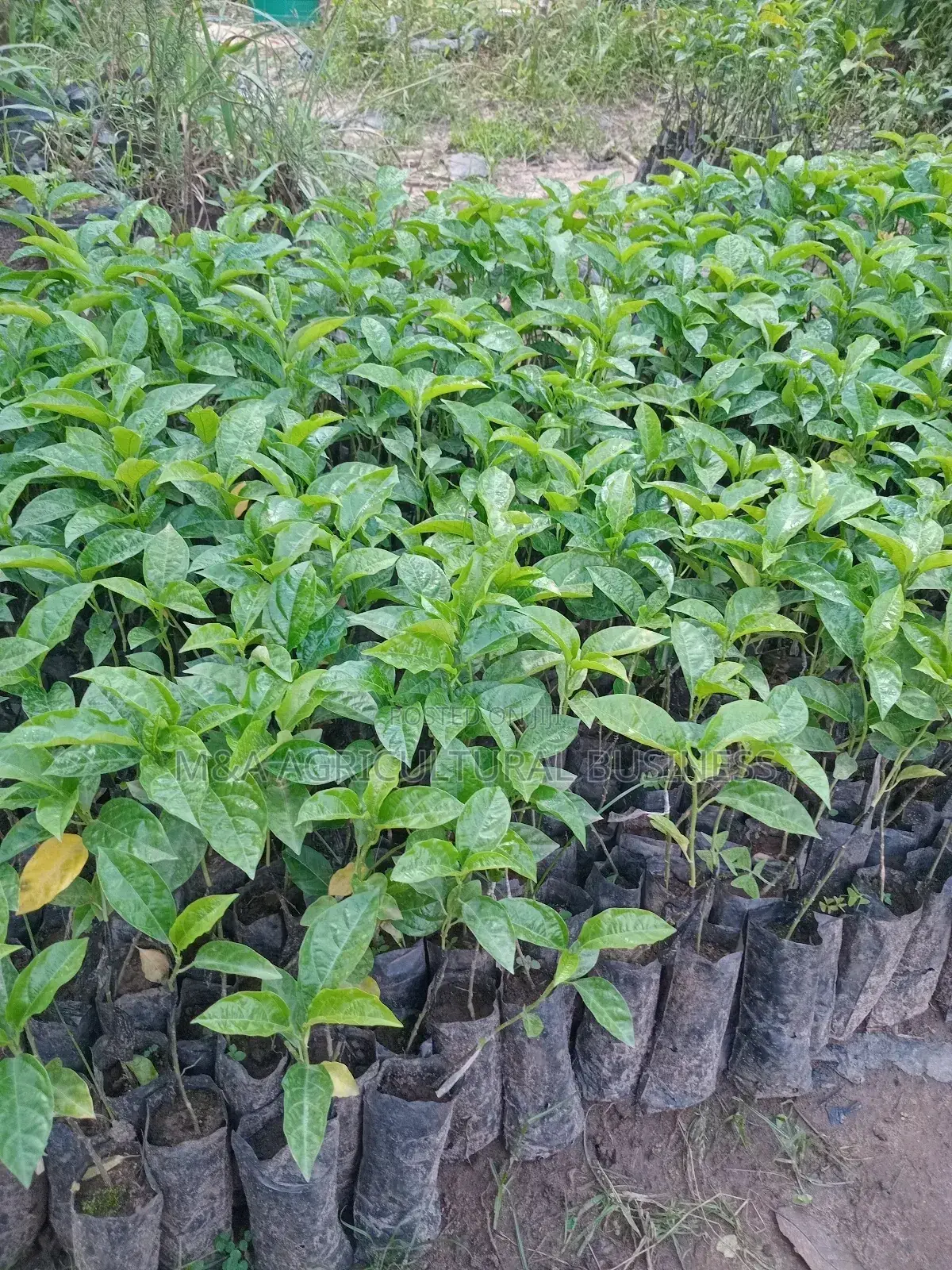 Graphted Passion Fruits(Upf 12)