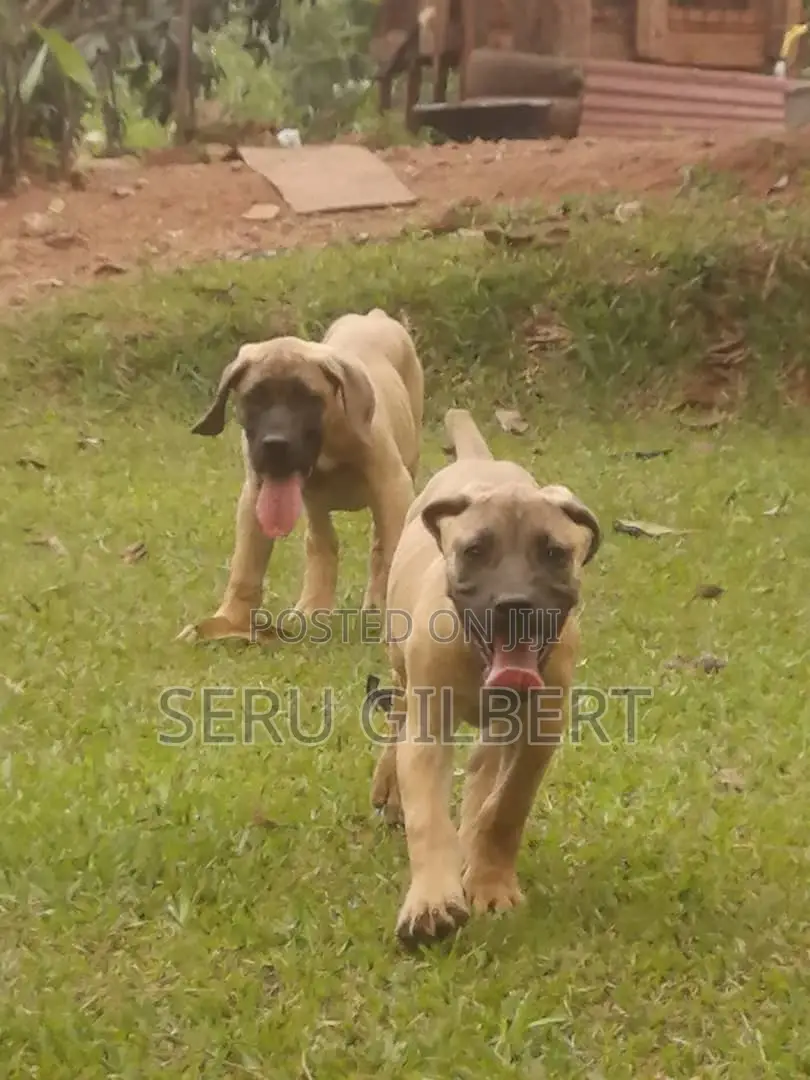 3-6 months Male Purebred Boerboel