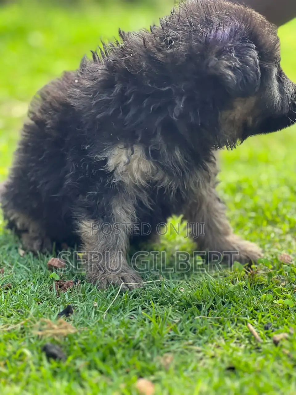 1-3 months Male Purebred German Shepherd