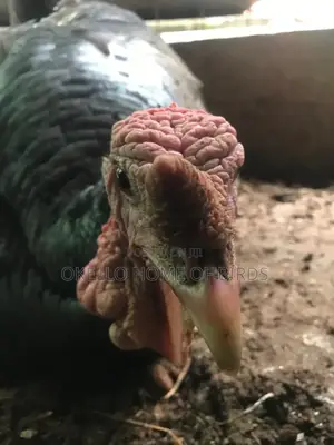 Birds for Sell