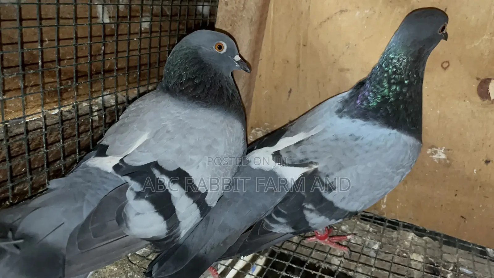 Racing Homer Pigeon