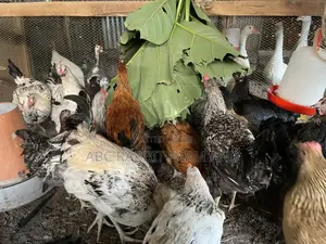 Local Chicken Top Quality Breed 3-4 Months Old