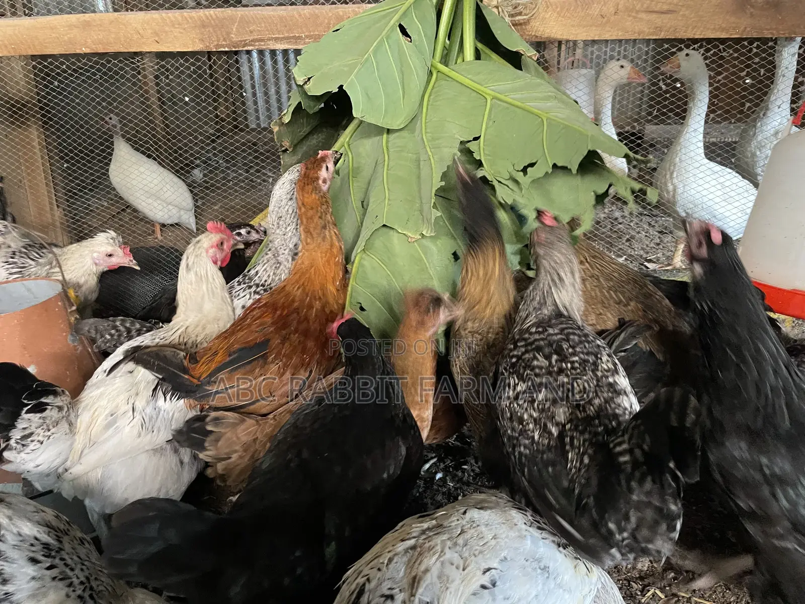 Local Chicken Top Quality Breed 3-4 Months Old