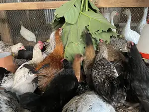 Local Chicken Top Quality Breed 3-4 Months Old
