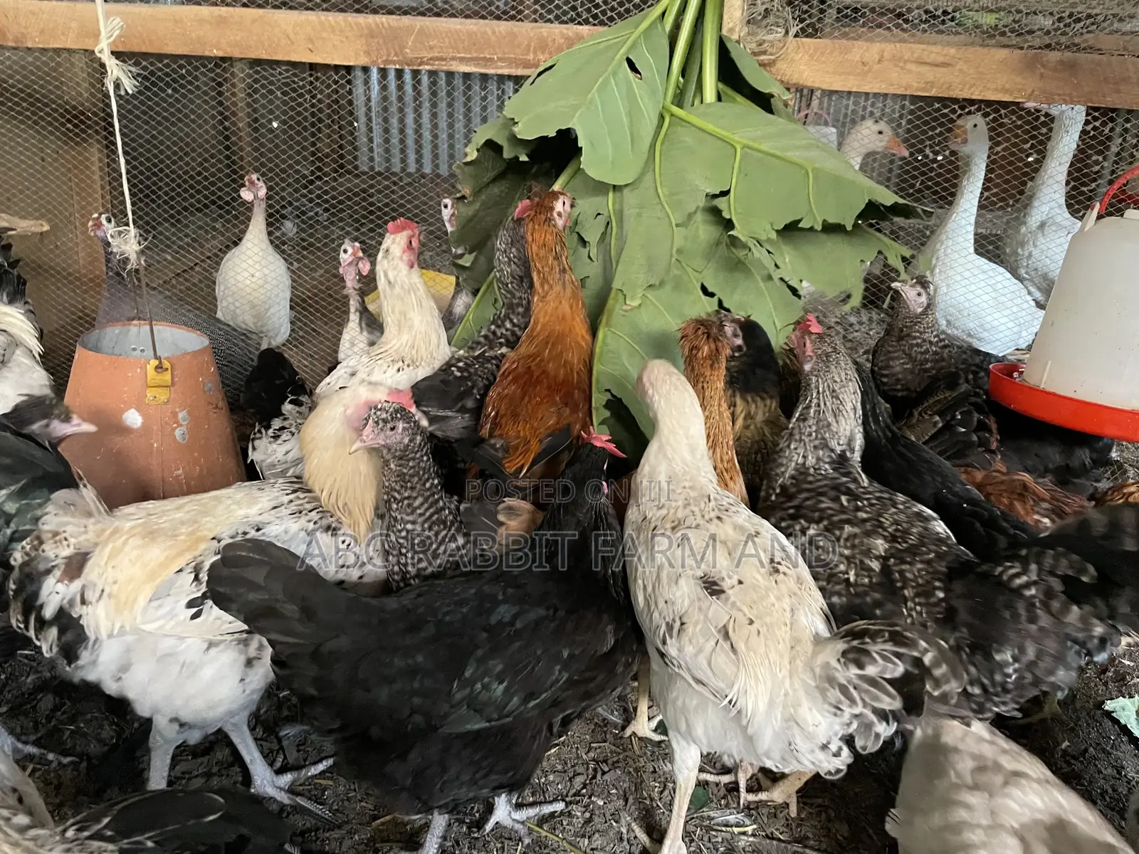 Local Chicken Top Quality Breed 3-4 Months Old