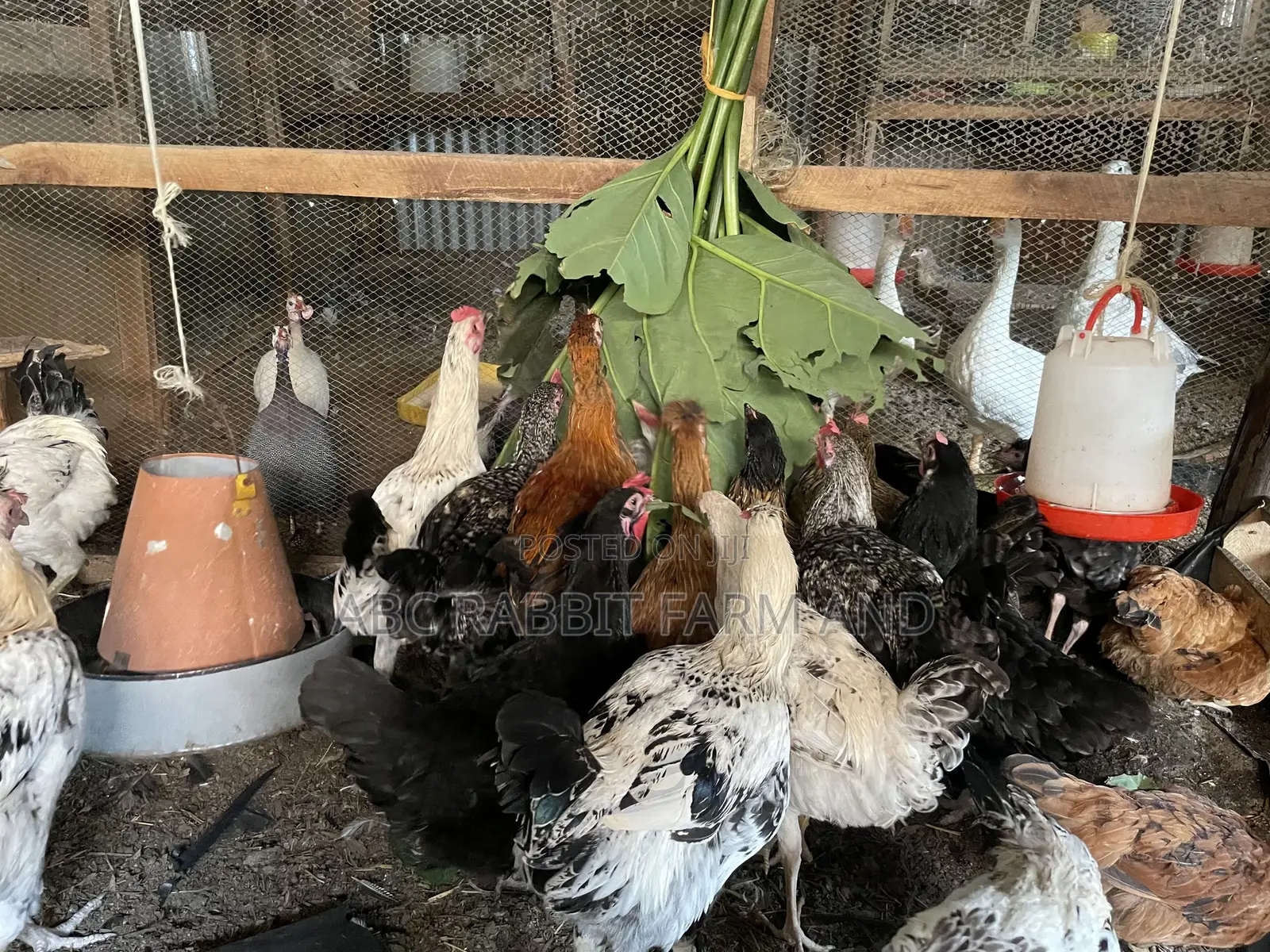 Local Chicken Top Quality Breed 3-4 Months Old