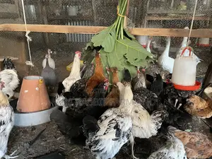 Local Chicken Top Quality Breed 3-4 Months Old