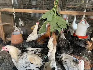 Local Chicken Top Quality Breed 3-4 Months Old