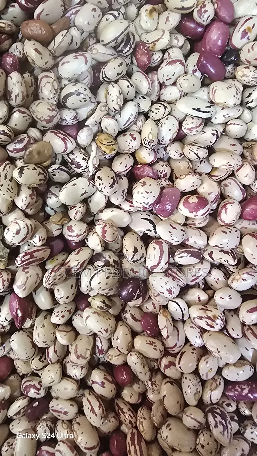 Nambale Beans