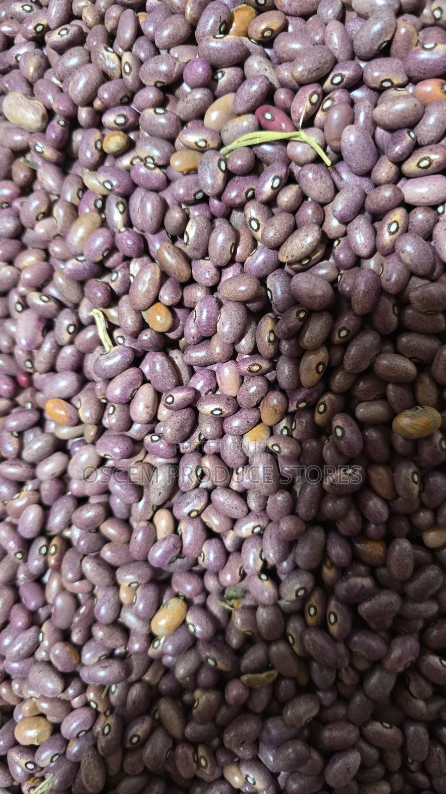 Nambale Beans