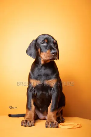 1-3 months Male Purebred Rottweiler
