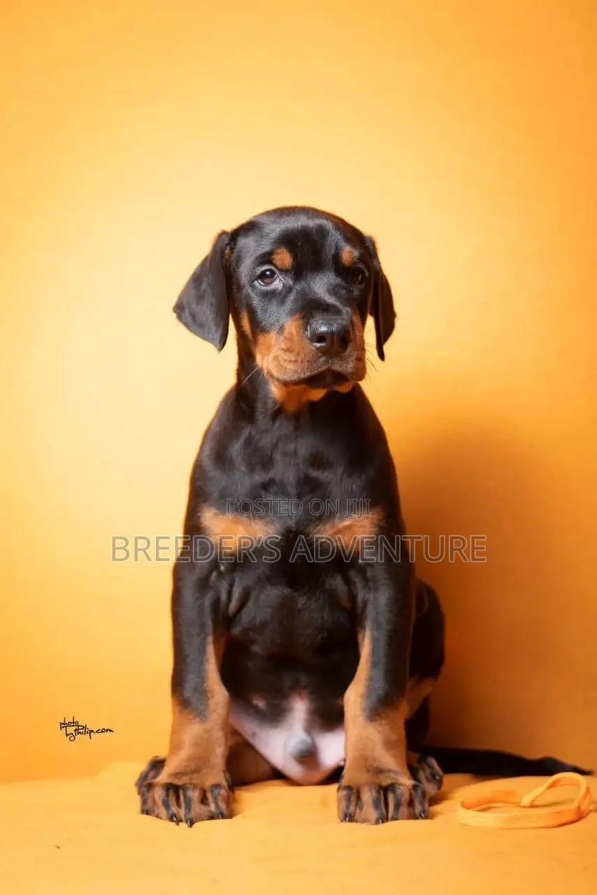 1-3 months Male Purebred Rottweiler